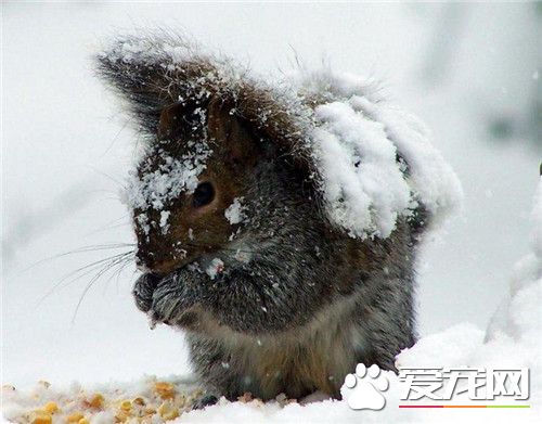雪地松鼠壽命 雪地松鼠壽命一般是5到6年