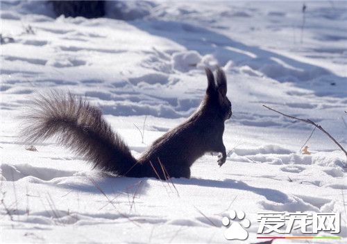 雪地松鼠和魔王松鼠的區別 雪地松鼠四季都有耳毛