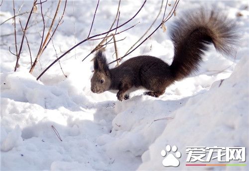雪地松鼠和魔王松鼠的區別 雪地松鼠四季都有耳毛