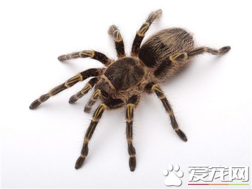 寵物蜘蛛品種 六種最常見最受歡迎的寵物蜘蛛