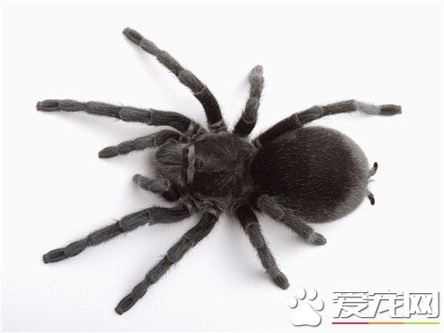 寵物蜘蛛品種 六種最常見最受歡迎的寵物蜘蛛