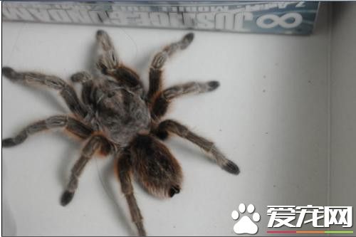 最大的寵物蜘蛛 最大寵物蜘蛛重量約為120克