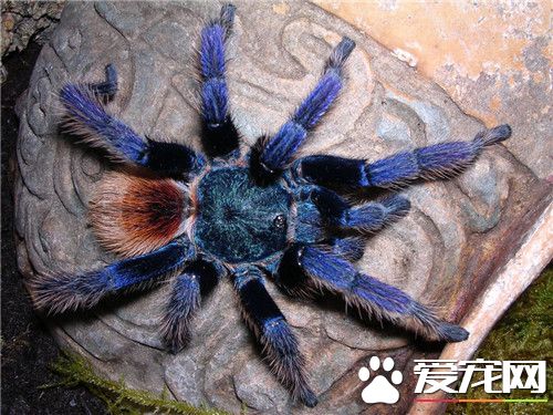 最大的寵物蜘蛛 最大寵物蜘蛛重量約為120克