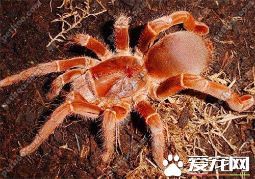 寵物蜘蛛有沒有毒 大多數蜘蛛都具有一定的毒性