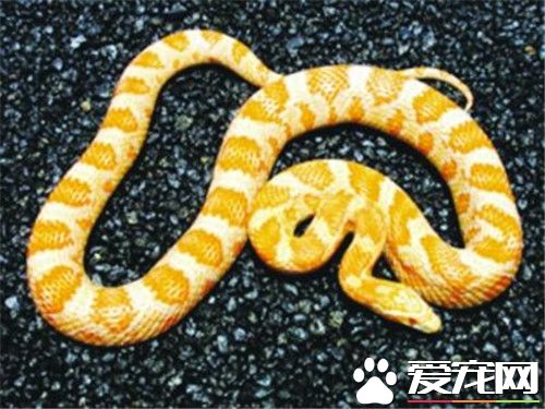 最受歡迎的寵物蛇 加州紅邊襪帶蛇最受人們的喜歡