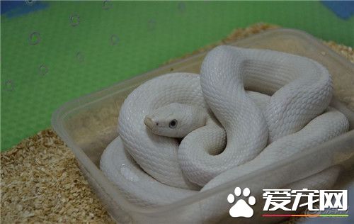 白色的寵物蛇 白化德州鼠蛇是全身白色的寵物蛇