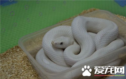寵物蛇脫皮 脫皮是一種正常的生理生長現象