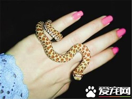 漂亮的寵物蛇 角蝰蛇是最漂亮的寵物蛇之一