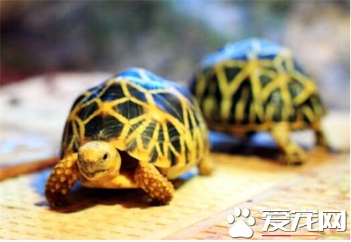 緬甸星龜飼養 陸龜需要粗質的高纖維食物