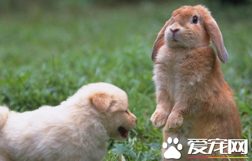 怎麼養寵物兔子 苜蓿草幼兔不可缺少的食物