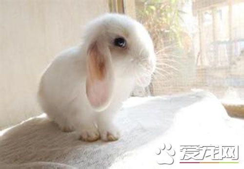 迷你垂耳兔怎麼養 垂耳兔喜歡干燥干淨的環境