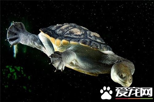 很小的烏龜怎麼養 每周須給龜一兩次紫外線照射
