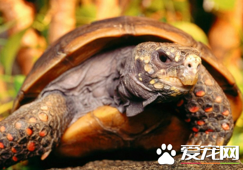 家養烏龜冬眠嗎 13到14度的時候烏龜會進入冬眠