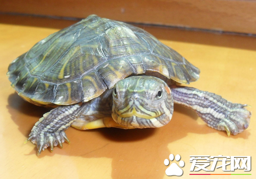 家養的烏龜怎麼冬眠 盡量保證烏龜冬眠時的水溫