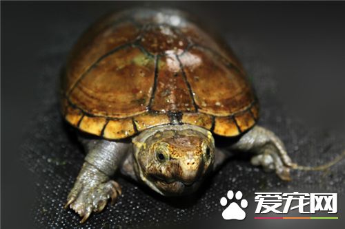 怎麼才能養好烏龜 養烏龜水面不要高過龜殼