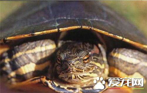 夏天怎麼養烏龜 夏天養烏龜要及時更換池水