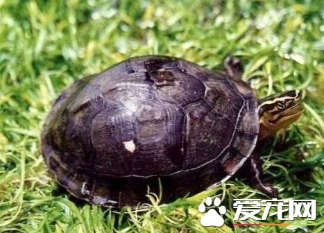安布閉殼龜怎麼養 鈣質對烏龜的生長很重要