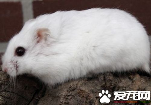 白熊倉鼠怎麼養 最適合的溫度約在27攝氏度