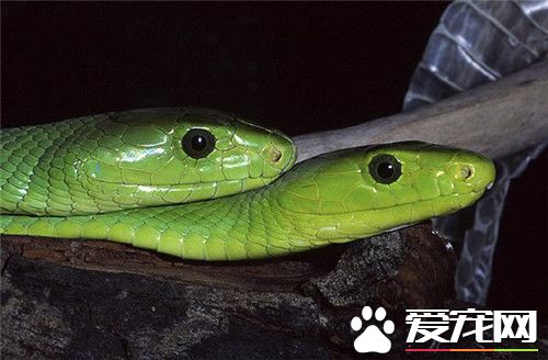 翠青蛇飼養 翠青蛇一般都是以蚯蚓為主食