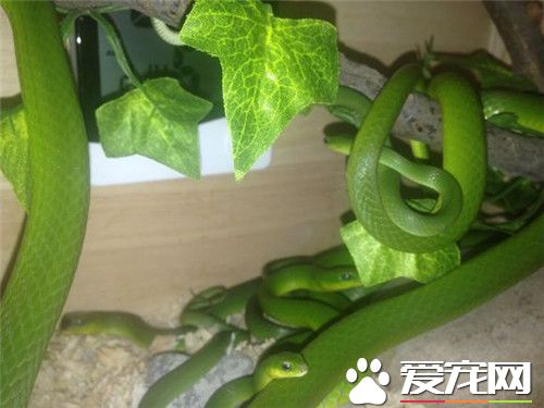翠青蛇怎麼養 翠青蛇喜歡陰涼潮濕的環境