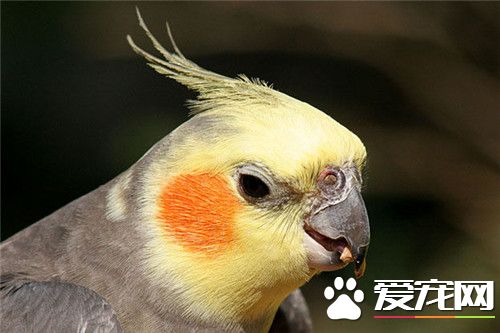 雞尾鹦鹉飼養 雞尾鹦鹉特別喜歡啃咬木質品