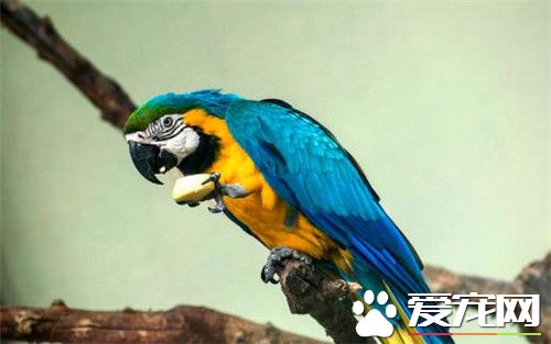 藍黃金剛鹦鹉怎麼養 要經常提供新鮮樹枝給它啃咬