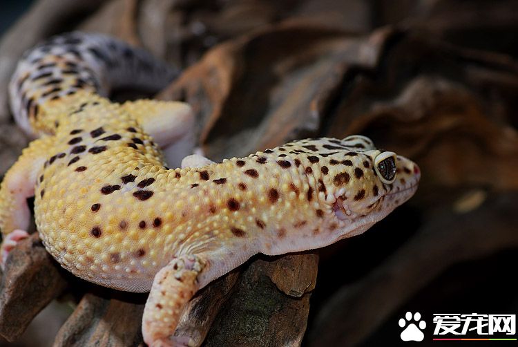 最受歡迎的寵物蜥蜴 豹紋守宮是最受歡迎的蜥蜴之一