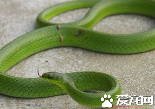最小的寵物蛇 翠青蛇體型較小最容易飼養