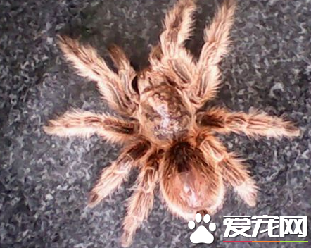 火玫瑰蜘蛛能長多大 成體頭胸部長約7到8厘米