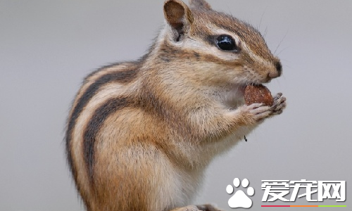 松鼠的外貌 松鼠的耳朵和尾巴的毛特別的長