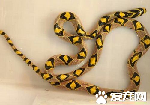 好養的寵物蛇 非常適合家庭飼養的寵物蛇