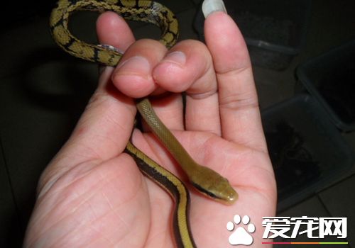 最溫順的寵物蛇 翠青蛇是最常見溫順的寵物蛇