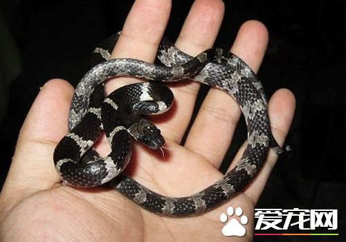 最溫順的寵物蛇 翠青蛇是最常見溫順的寵物蛇