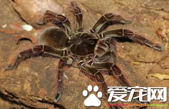 世界上最大的蜘蛛 亞馬遜巨人食鳥蛛是最大蜘蛛
