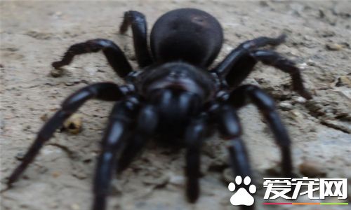 最毒的蜘蛛 漏斗網蜘蛛是最毒的蜘蛛