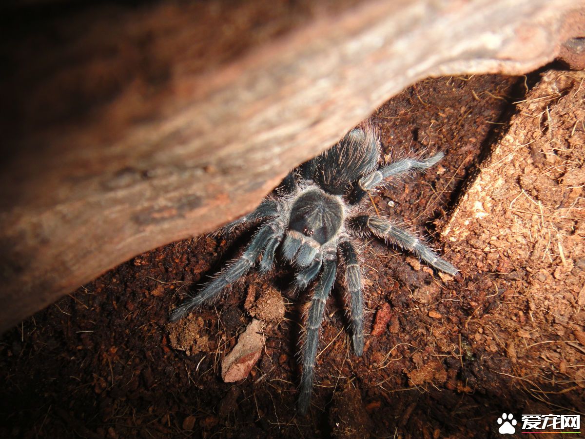 世界上最大的蜘蛛 亞馬遜巨人食鳥蛛是最大蜘蛛
