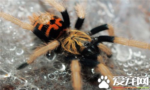 蜘蛛是什麼動物 蜘蛛有爪子屬於節肢型動物