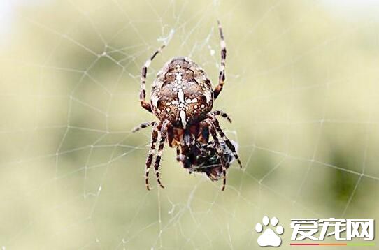蜘蛛的種類 常見的幾種寵物蜘蛛的種類