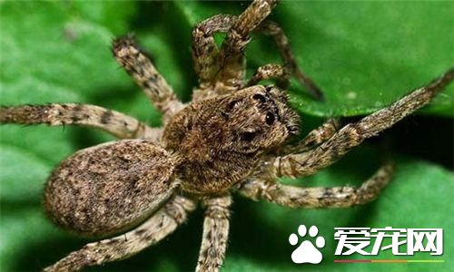 蜘蛛的壽命有多長 一般為八個月到兩年