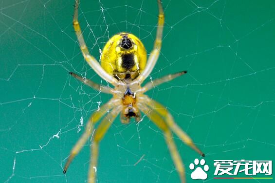 蜘蛛怎麼織網 從裡向外用乾絲拉臨時的螺旋絲