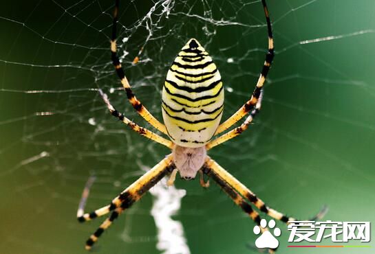 蜘蛛能活多長時間 各個種類蜘蛛的壽命不同