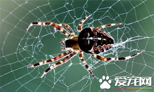 高腳蜘蛛有沒有毒 高腳蜘蛛有一定的毒性