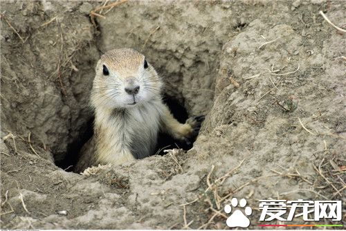 土撥鼠怎麼樣 是小型穴棲性嚙齒目動物