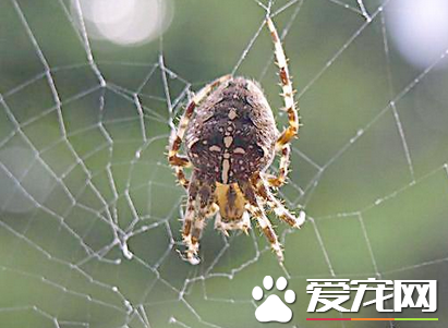 家裡最常見的蜘蛛 家中常見的蜘蛛有哪些