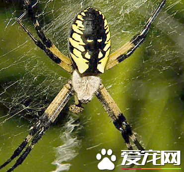 蜘蛛如何捕食 蜘蛛是怎樣捕食動物的