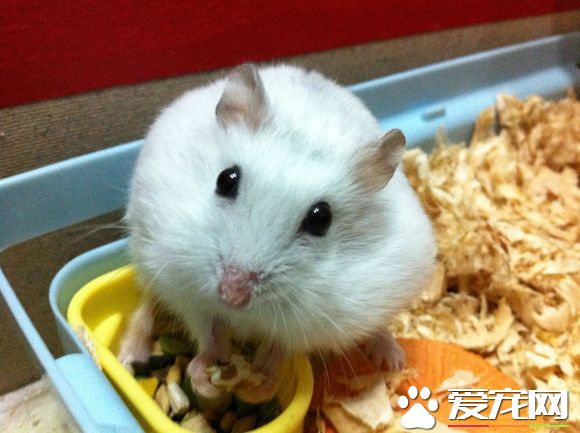 銀狐倉鼠喜歡吃什麼 各種雜草種子和糧食為主