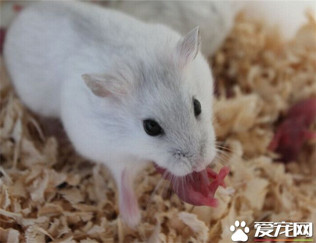 銀狐倉鼠的壽命 平均壽命在兩年左右
