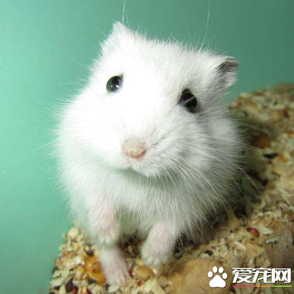 銀狐倉鼠能長多大 成年後大約有8到11厘米