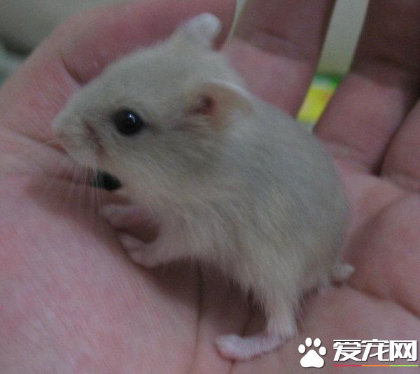 銀狐倉鼠能長多大 成年後大約有8到11厘米