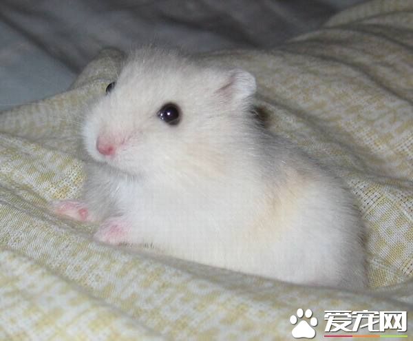 奶茶倉鼠能活多長時間 一般壽命兩到三年左右